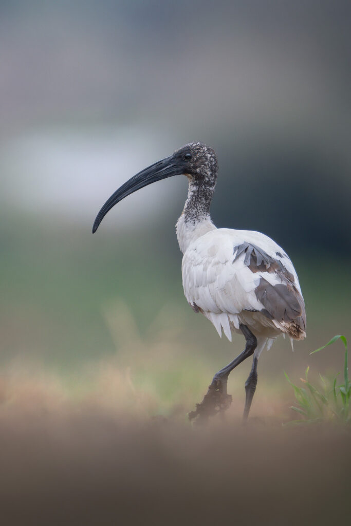 Introduttivo – Parco-Della-Maremma-ibis-sacro-avifauna-toscana