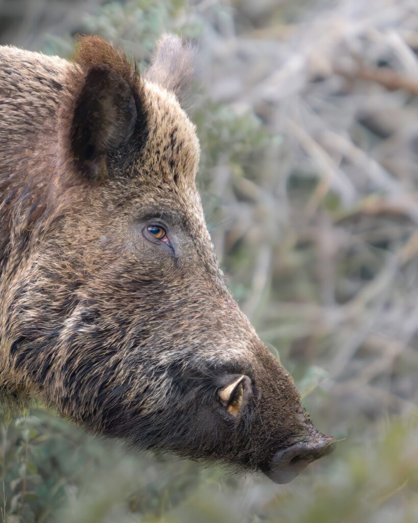 Introduttivo – Parco-Della-Maremma-cinghiale-fauna-parco-della-maremma-fauna-selvatica-toscana