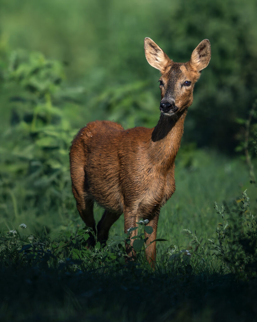Introduttivo – Parco-Della-Maremma-femmina-daino-fauna-toscana-fotografia-wildlife
