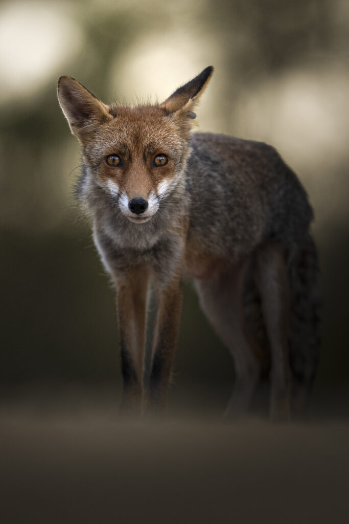 Introduttivo – Parco-Della-Maremma-volpe-fotografia-naturalistica