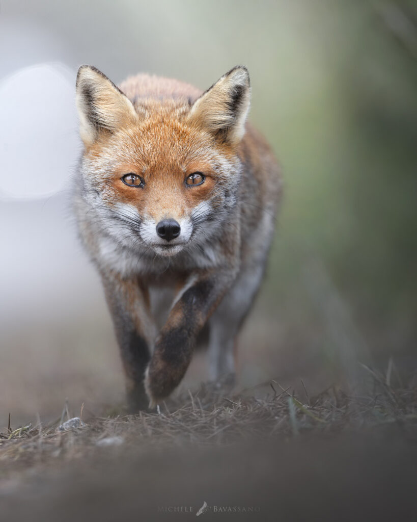 Introduttivo – Parco-Della-Maremma-volpe-va-a-caccia