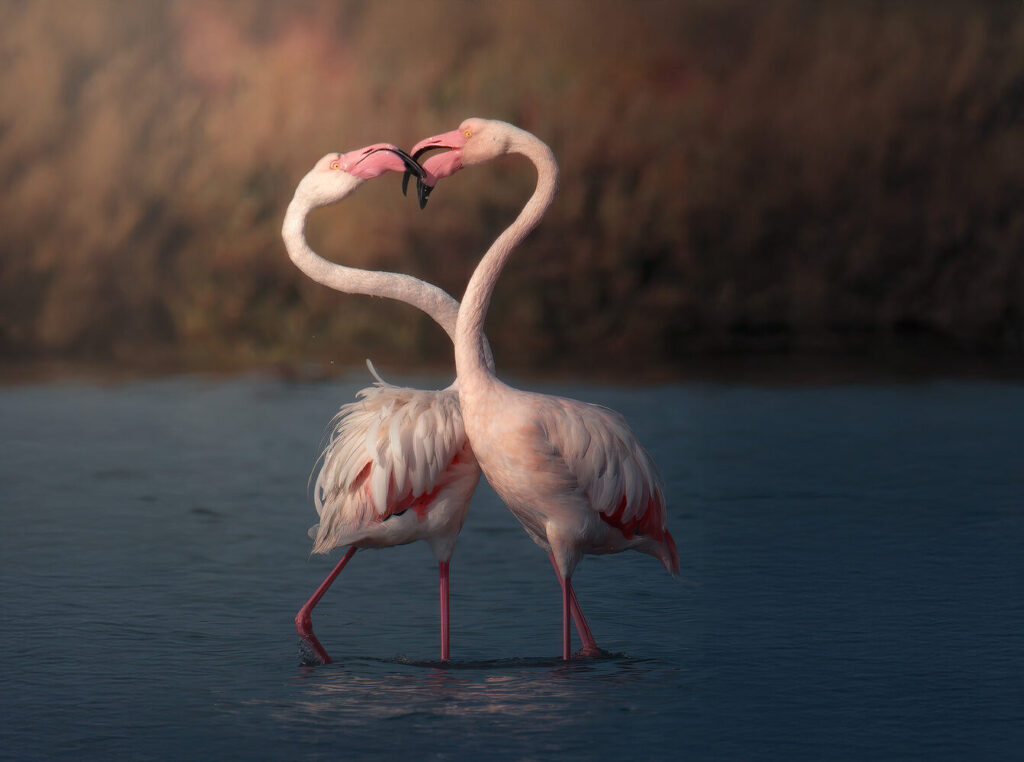 Introduttivo – Parco-Della-Maremma-fenicotteri-avifauna-toscana-approcci-fotografia-naturalistica
