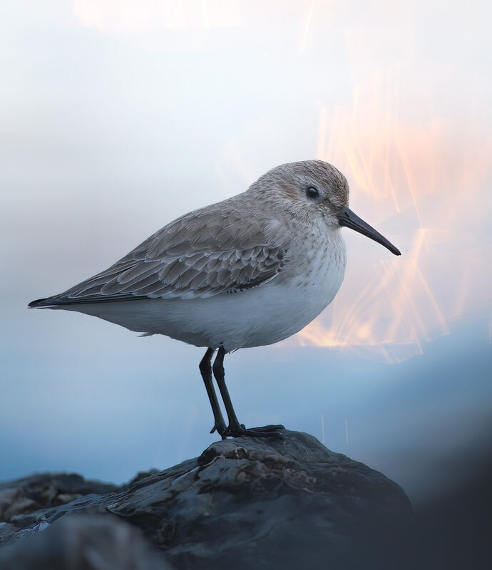 Introduttivo – Parco-Della-Maremma-piovanello-pancianera-avifauna-toscana