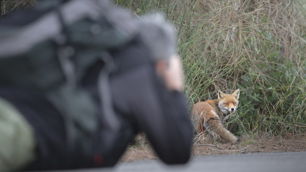 Introduttivo – Parco-Della-Maremma-volpe