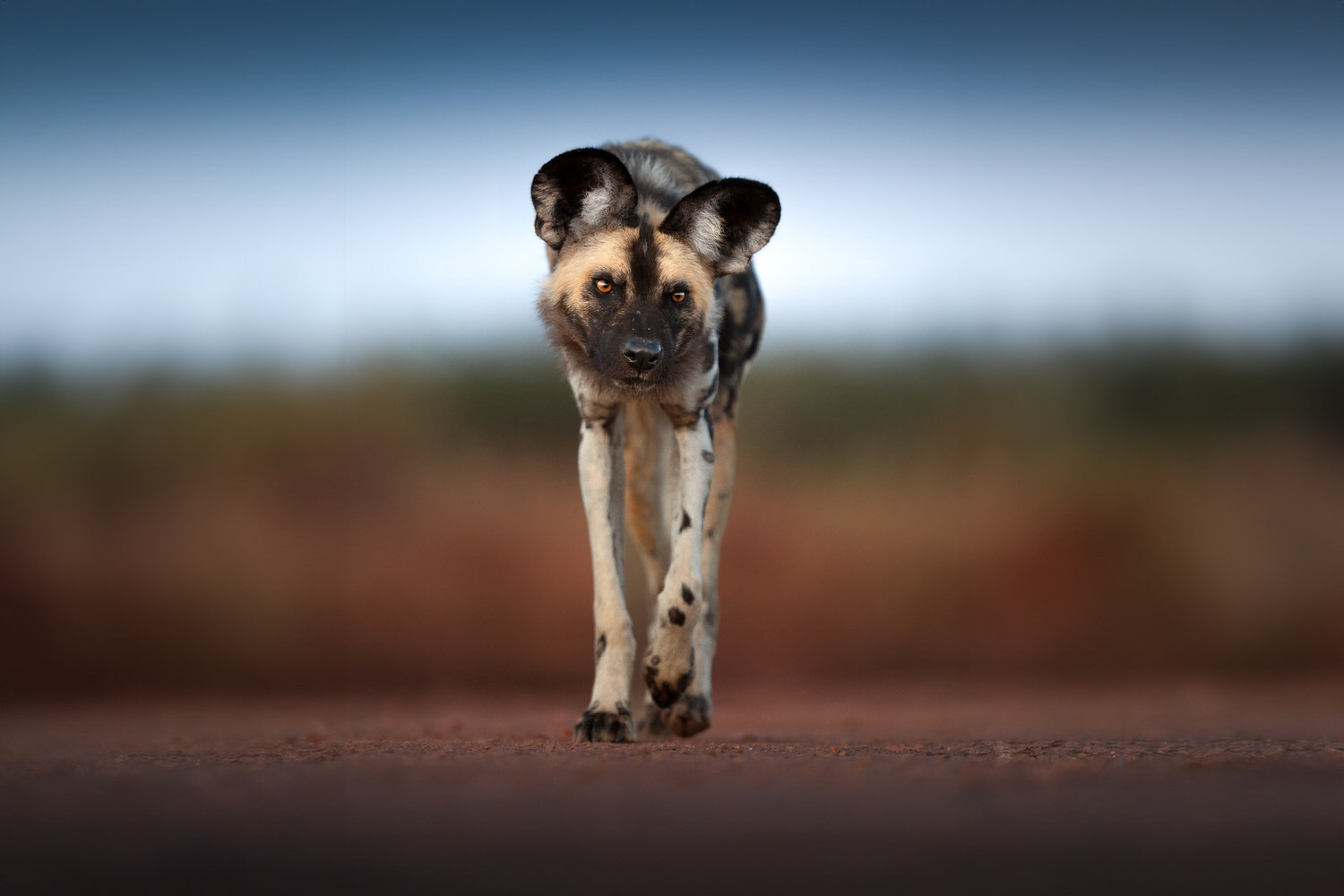Magnificent-Seven-Safari–Luxury-20-26-maggio-licaone-close-up-wild-dog