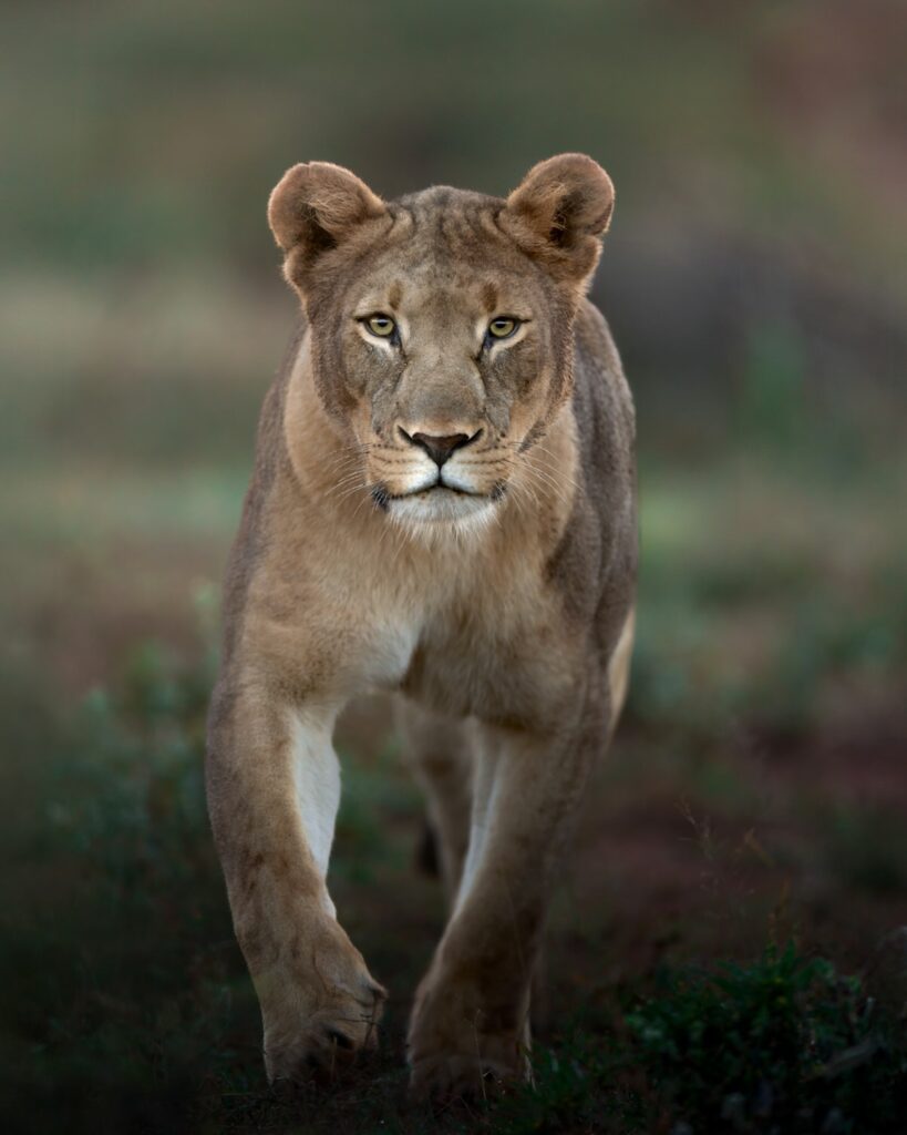 Magnificent-Seven-Safari–Luxury-20-26-maggio-leonessa-savana-close-up