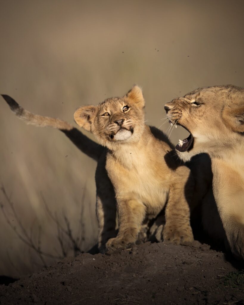 Magnificent-Seven-Safari–Luxury-20-26-maggio-cucciolo-di-leone-funny