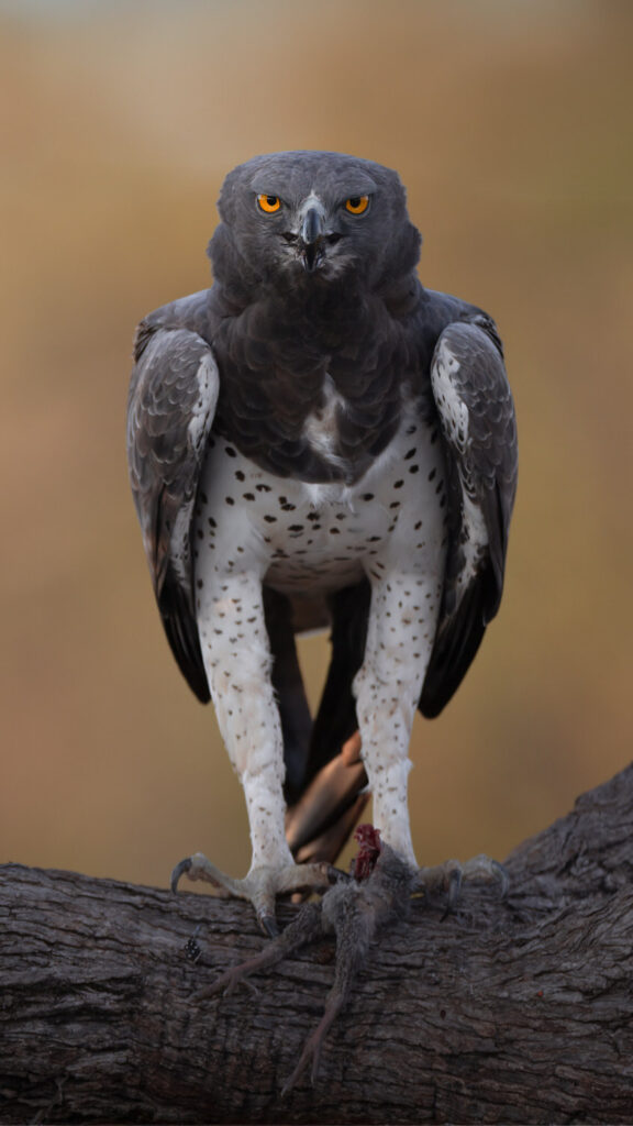 Magnificent-Seven-Safari–Luxury-20-26-maggio-aquila-marziale-savana-africa-close-up