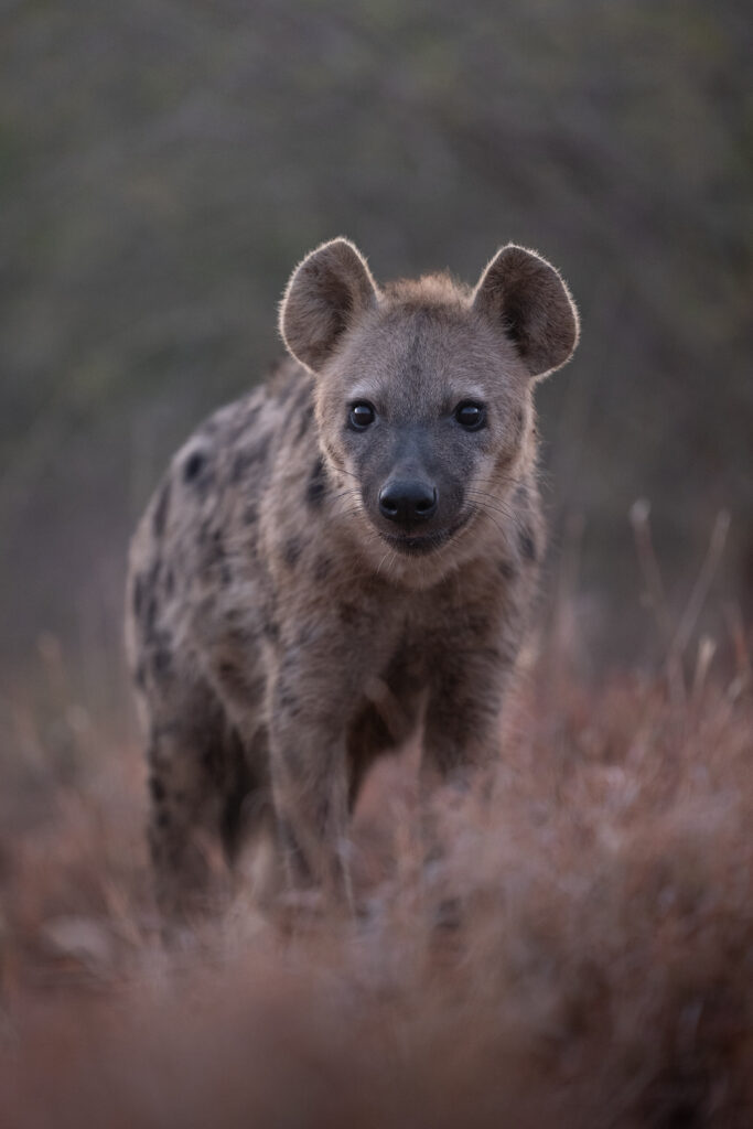 Magnificent-Seven-Safari–Luxury-20-26-maggio-giovane-iena