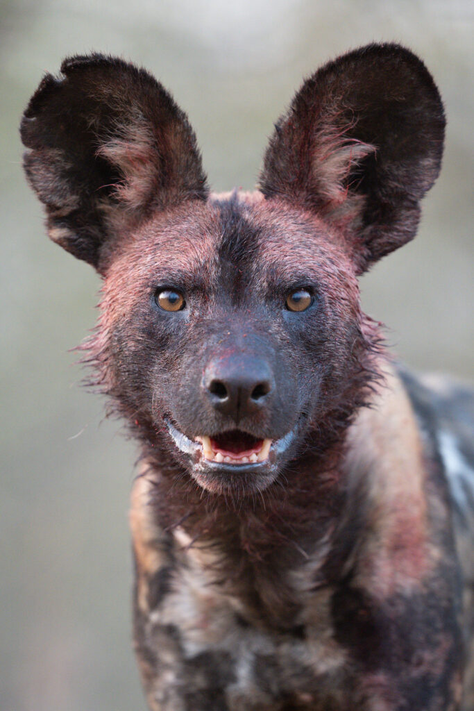 Magnificent-Seven-Safari–Luxury-20-26-maggio-wild-dog-licaone-sangue