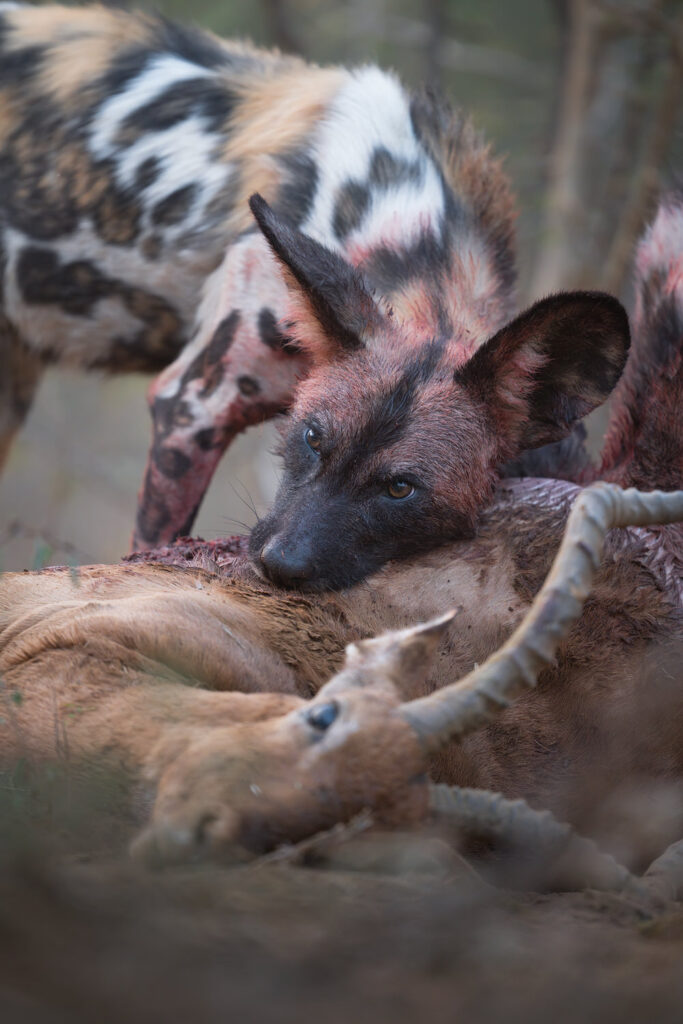 Magnificent-Seven-Safari–Luxury-20-26-maggio-licaone-wild-dog-wilddog-con-preda