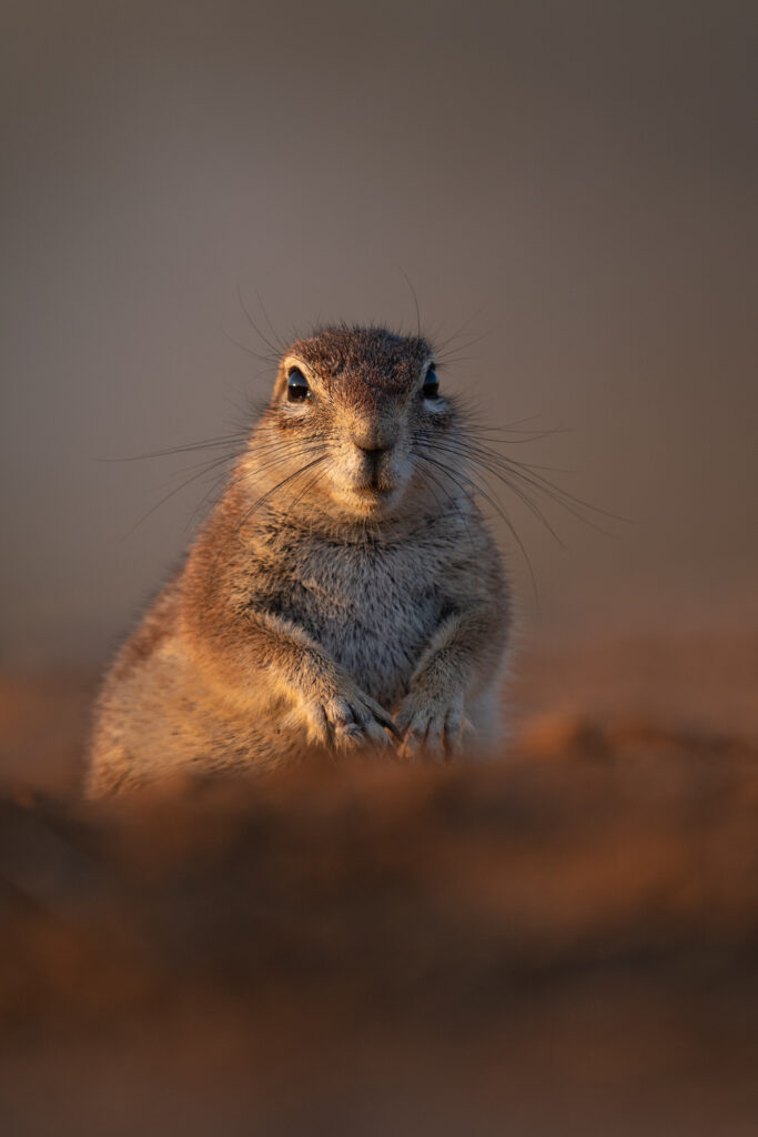 Magnificent-Seven-Safari–Luxury-20-26-maggio-scoiattolo-africa