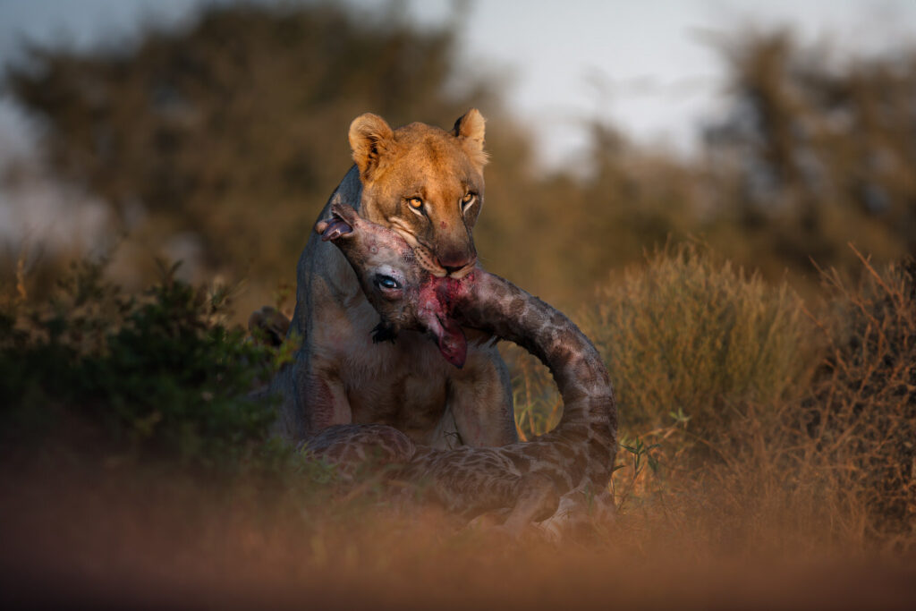 Magnificent-Seven-Safari–Luxury-20-26-maggio-leonessa-con-preda-giraffa-safari-africa