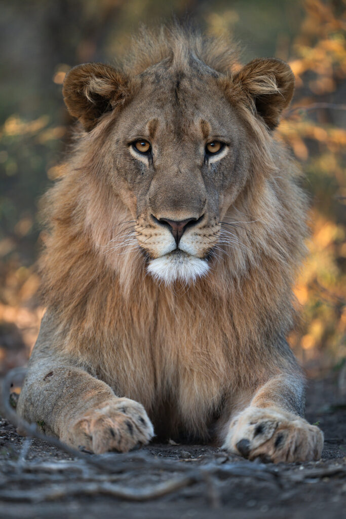 Magnificent-Seven-Safari–Luxury-20-26-maggio-leone-close-up-savana-africa