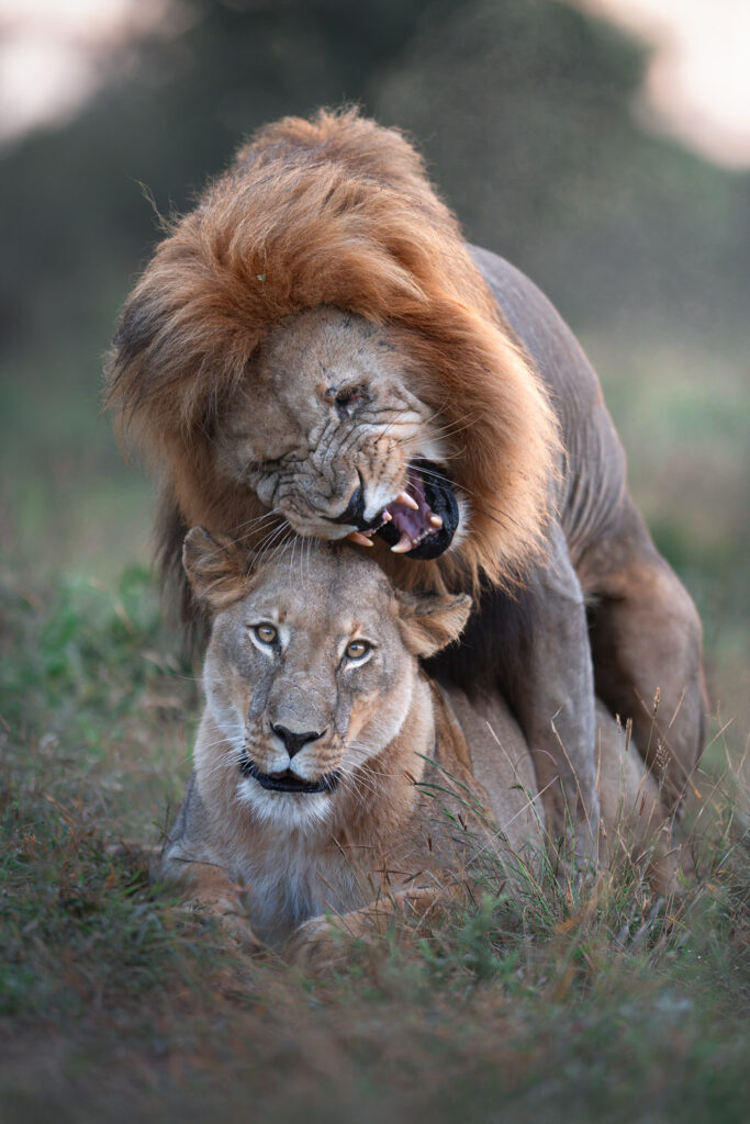 Magnificent-Seven-Safari–Luxury-20-26-maggio-leoni-accoppiamento-periodo-degli-amori-africa-safari