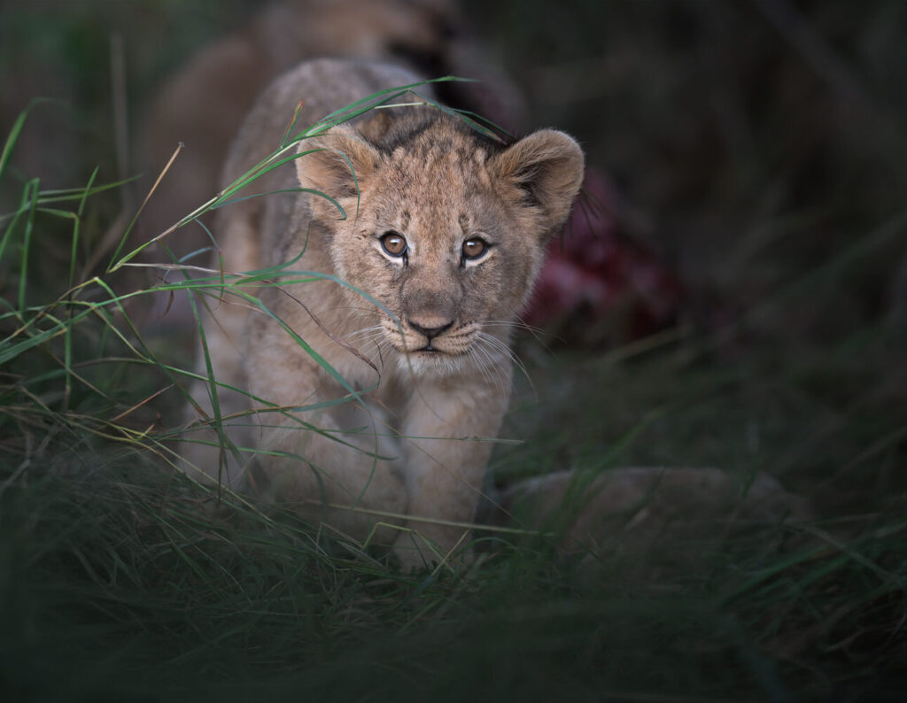Magnificent-Seven-Safari–Luxury-20-26-maggio-cucciolo-di-leone-leoncino-close-up-safari-africa