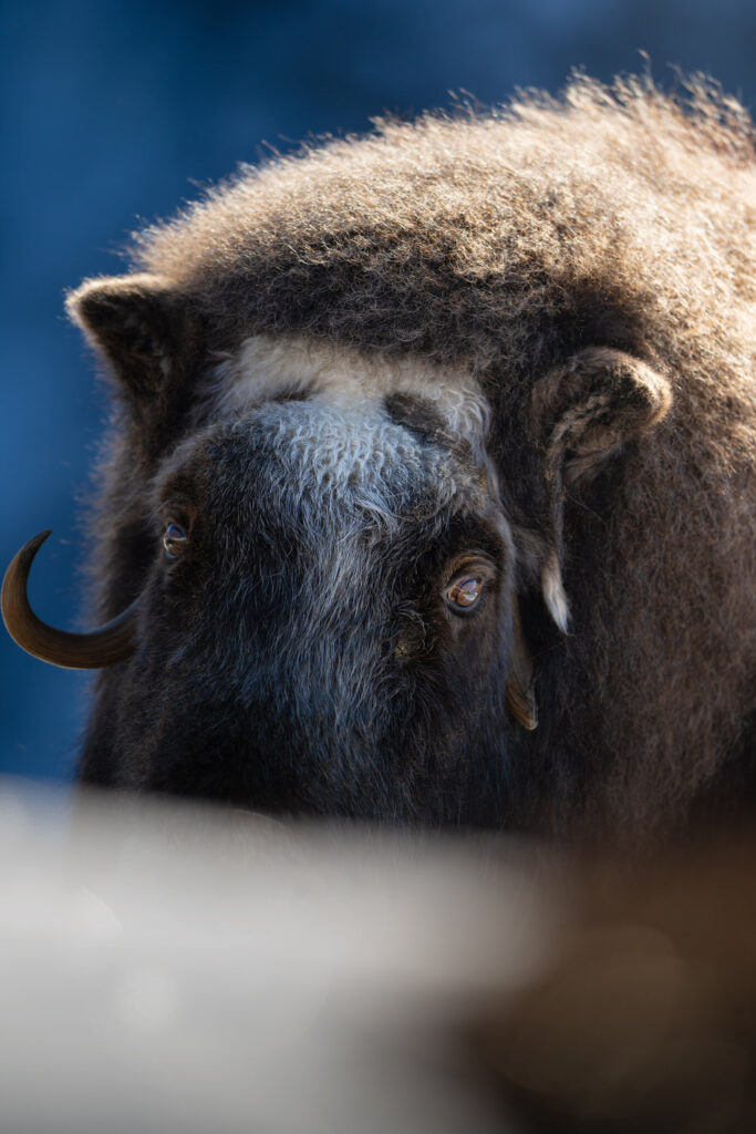 bue muschiato in norvegia