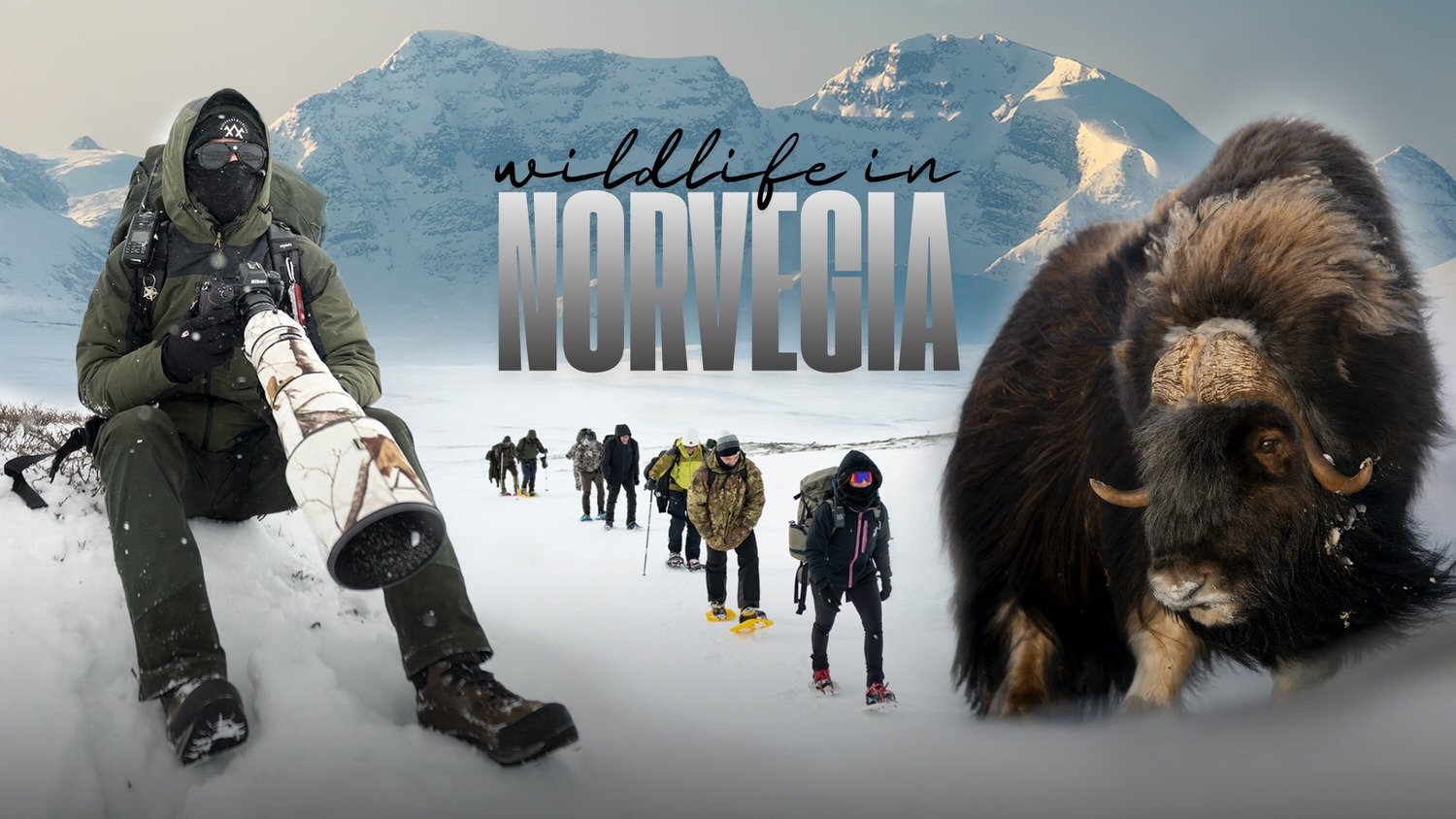 Copertina blog bue muschiato norvegia