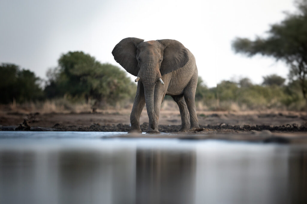 Magnificent-Seven-Safari–Luxury-20-26-maggio-elefante-si-disseta