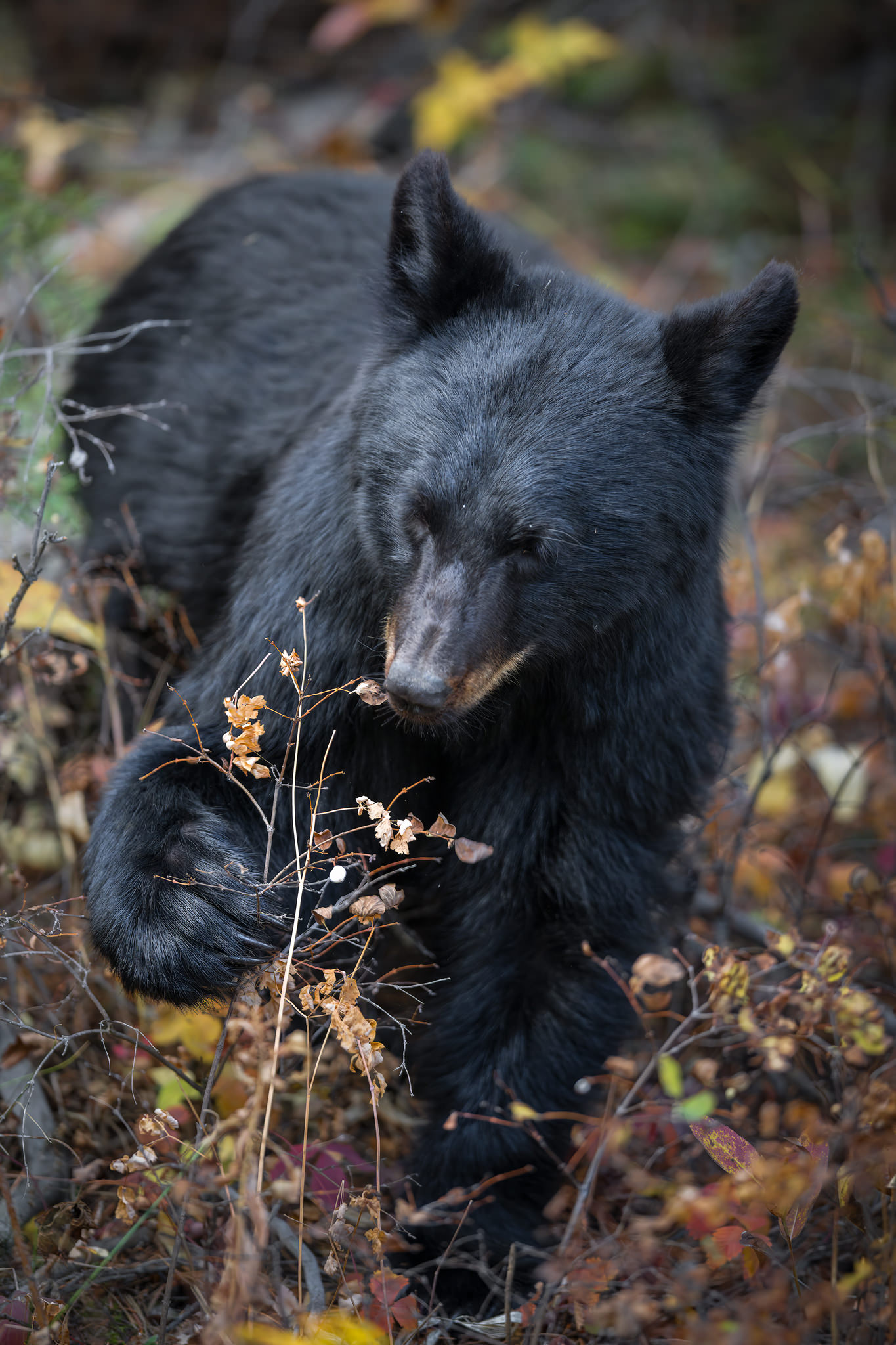 Yellowstone-tour-fotografico-american-black-bear