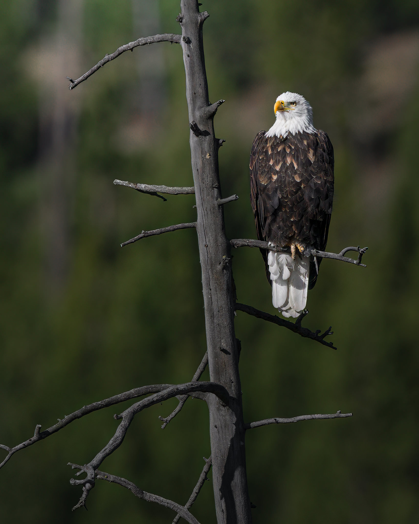 Yellowstone-tour-fotografico-aquila-testa-bianca