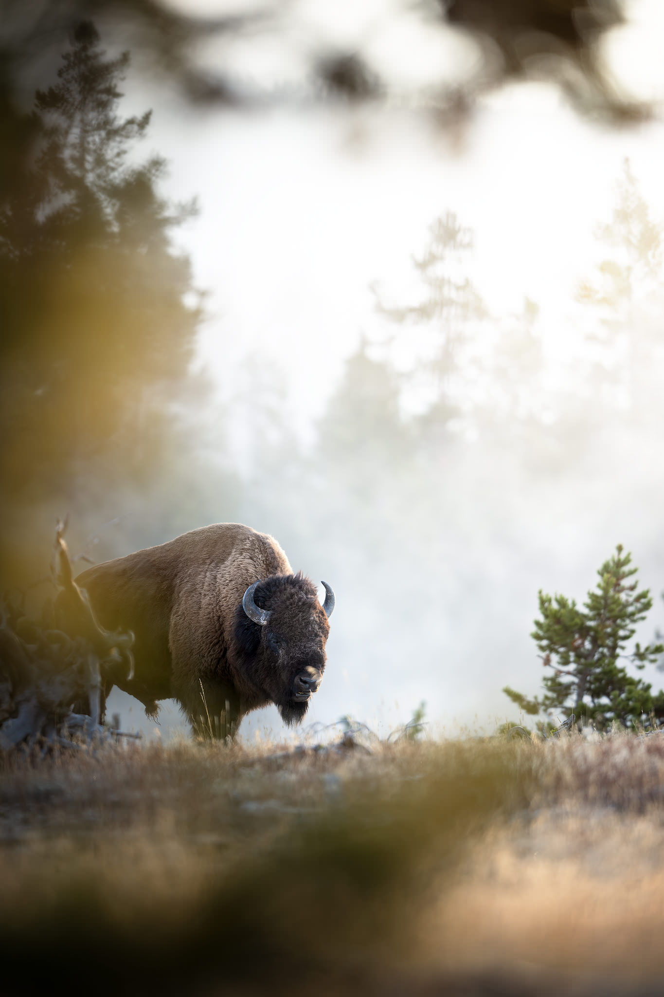 Yellowstone-tour-fotografico-bionte-nebbia