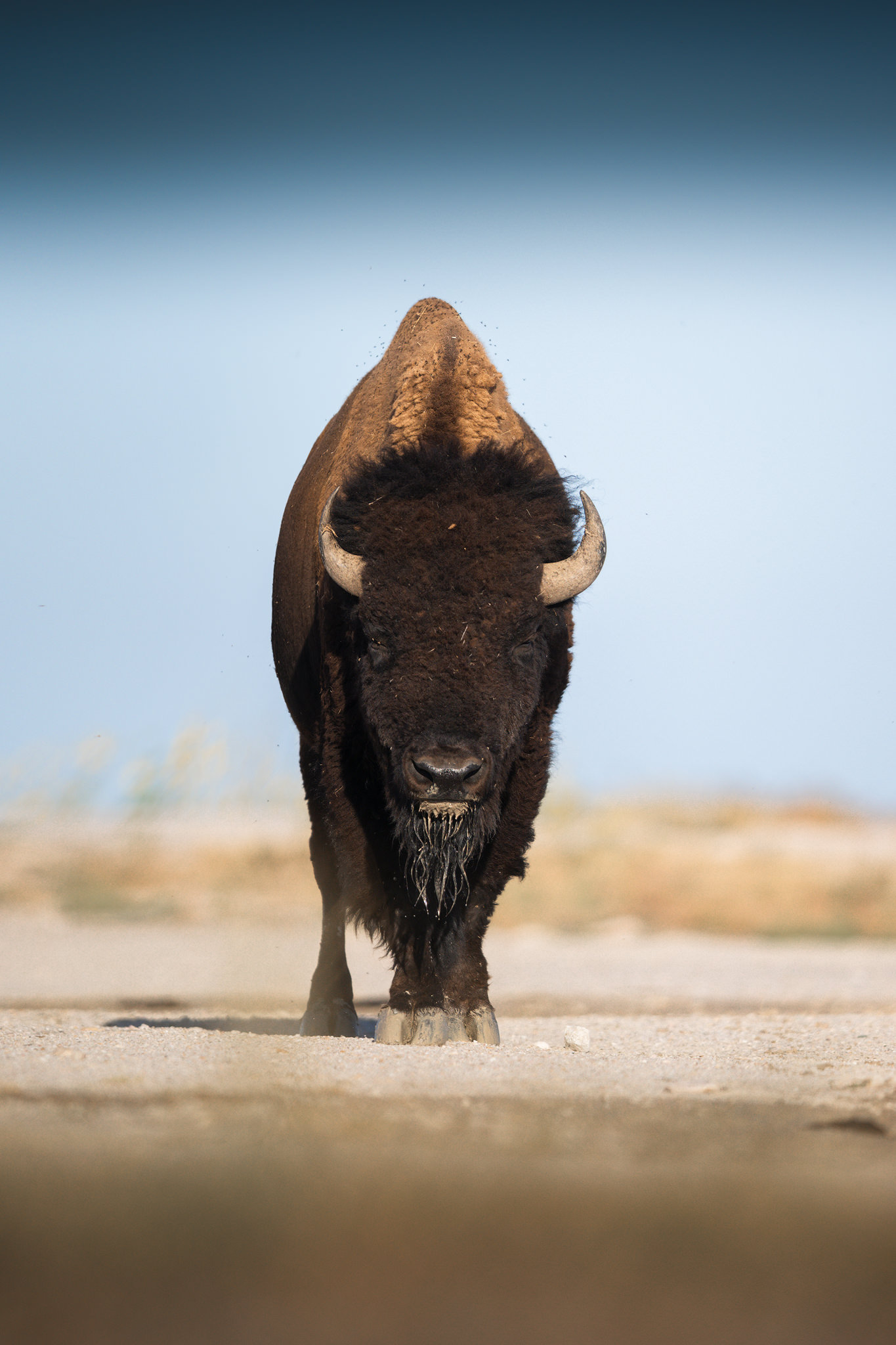 Yellowstone-tour-fotografico-bisonte