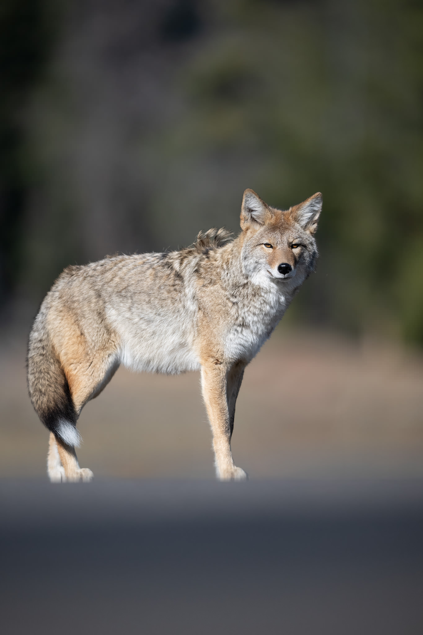 Yellowstone-tour-fotografico-coyote-close-up