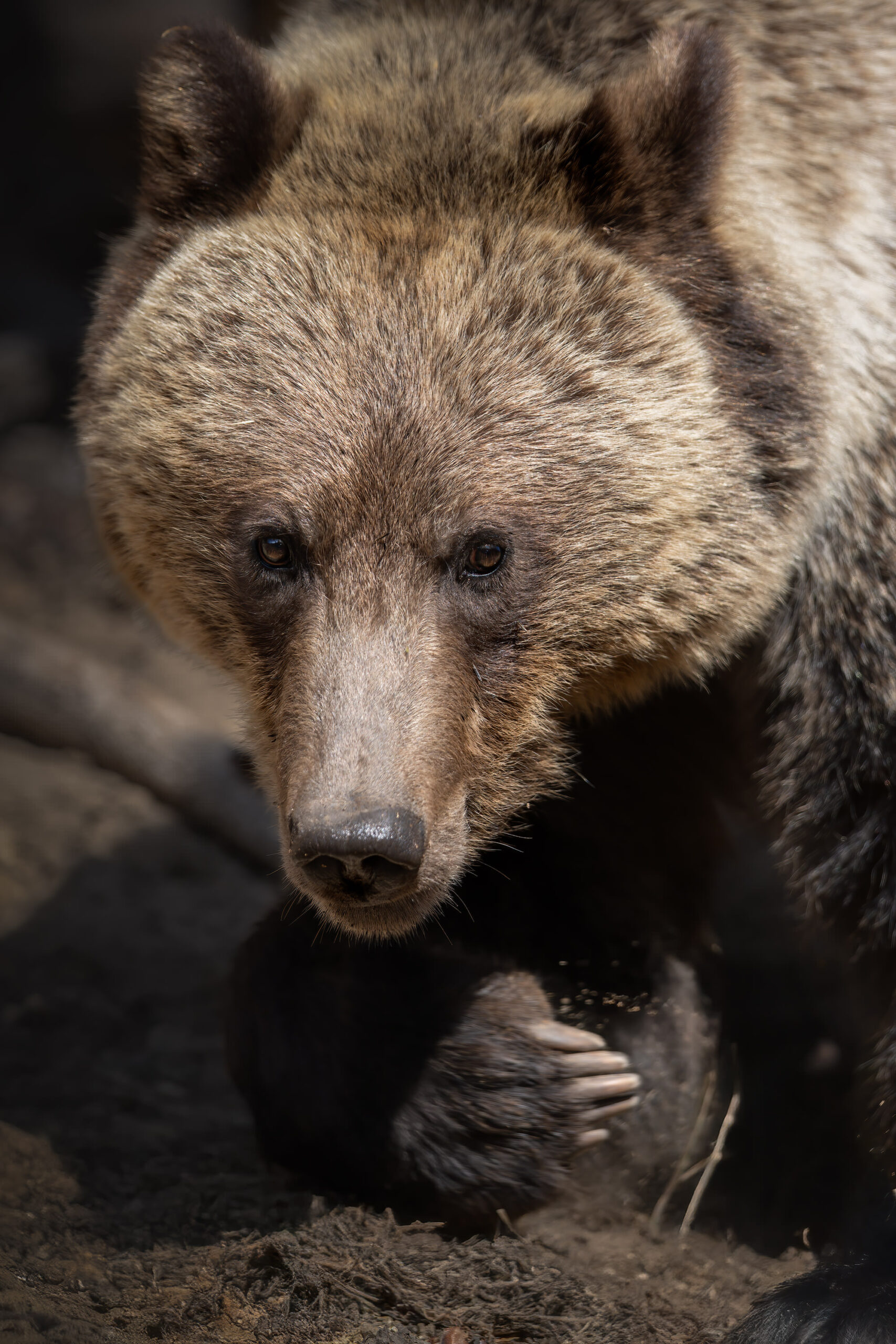 Yellowstone-tour-fotografico-grizzly-close-up