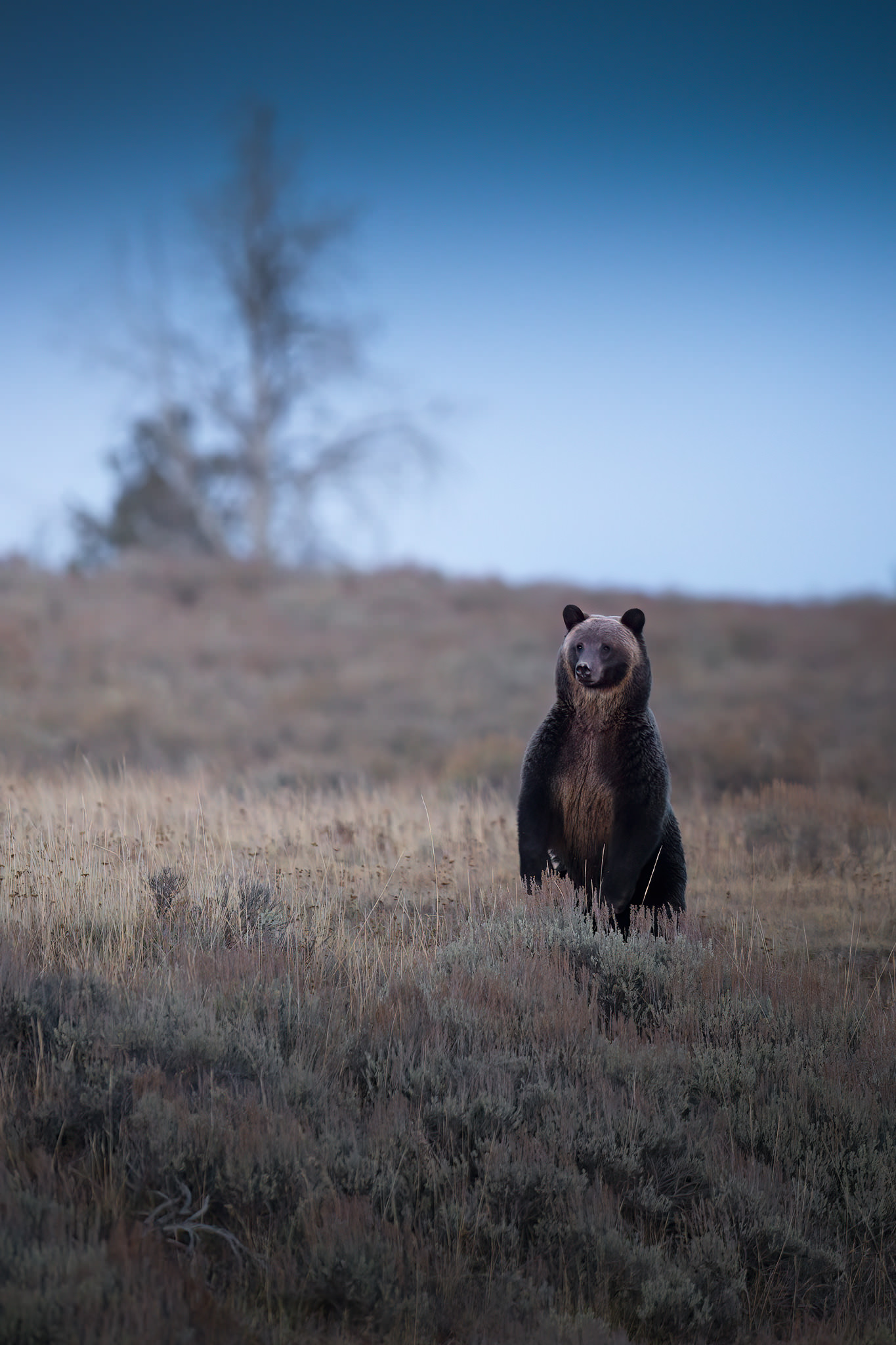 Yellowstone-tour-fotografico-grizzly-in-piedi