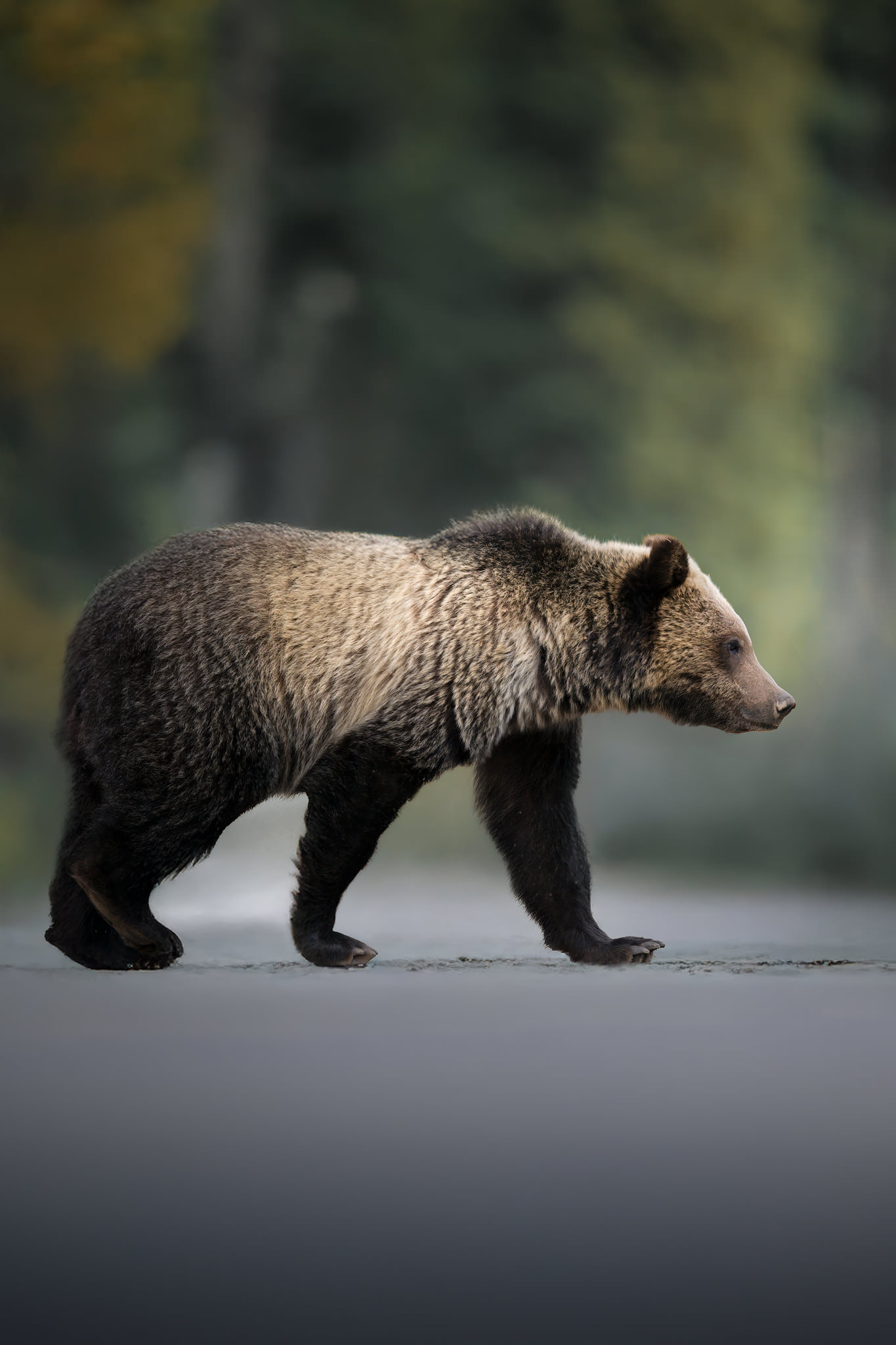 Yellowstone-tour-fotografico-grizzly-per-strada