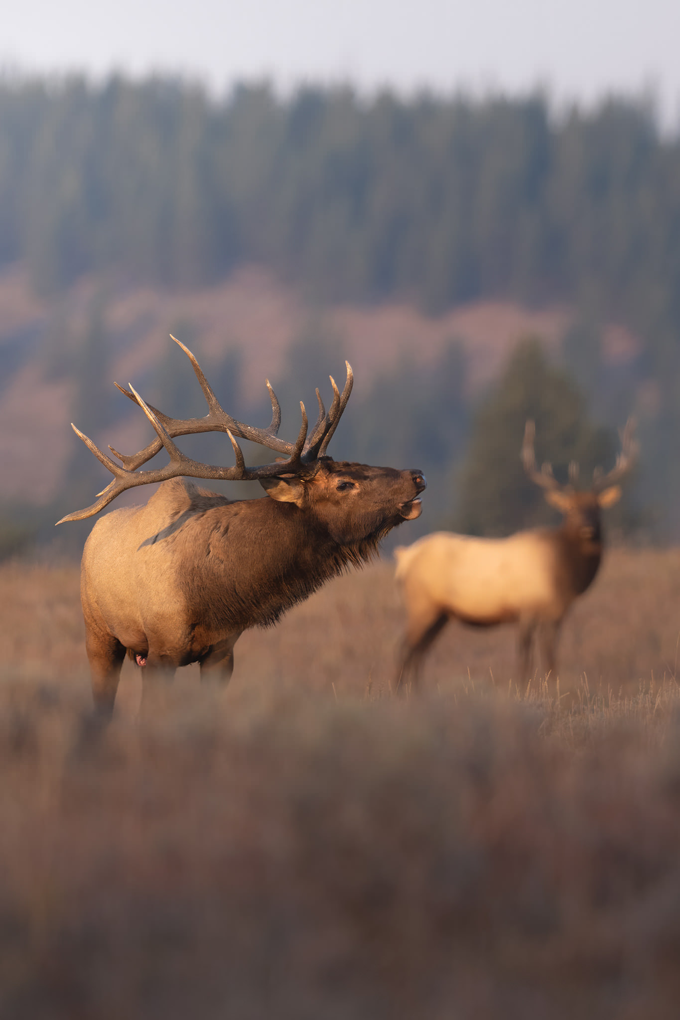 Yellowstone-tour-fotografico-vapiti