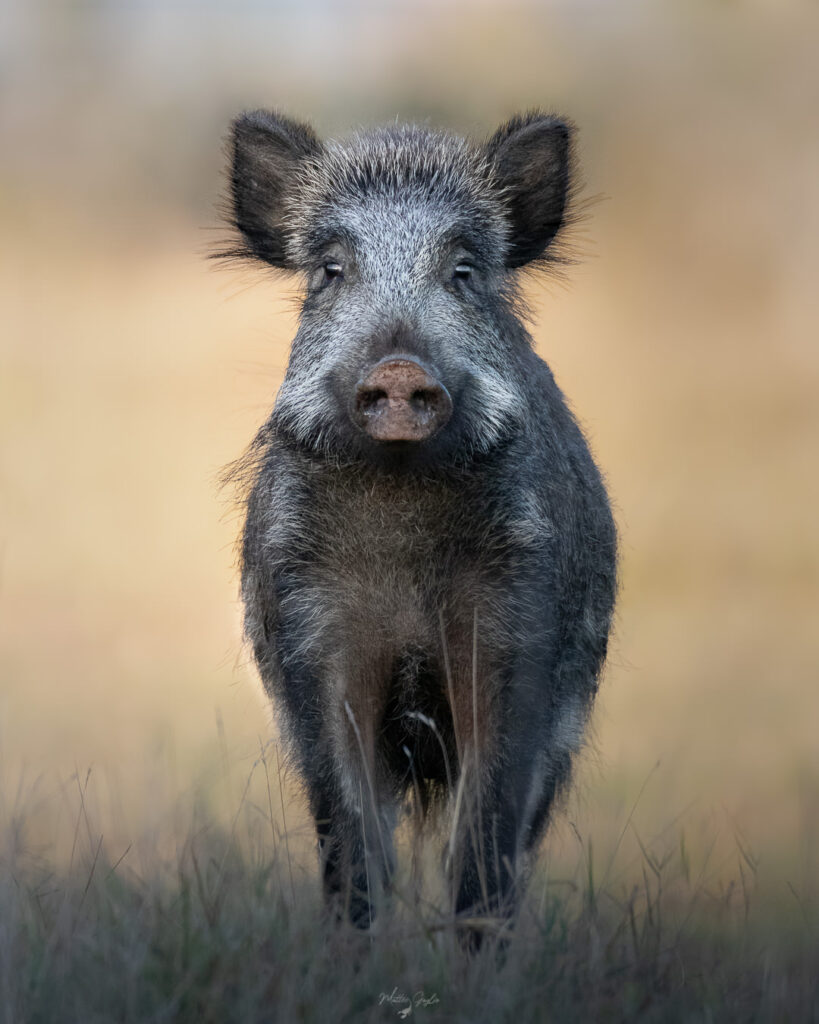 Introduttivo–Parco-di-san-20-21-giugno-2026-whoerkshop-base-fotografia-naturalistica-cinghiale-close-uf-frontale