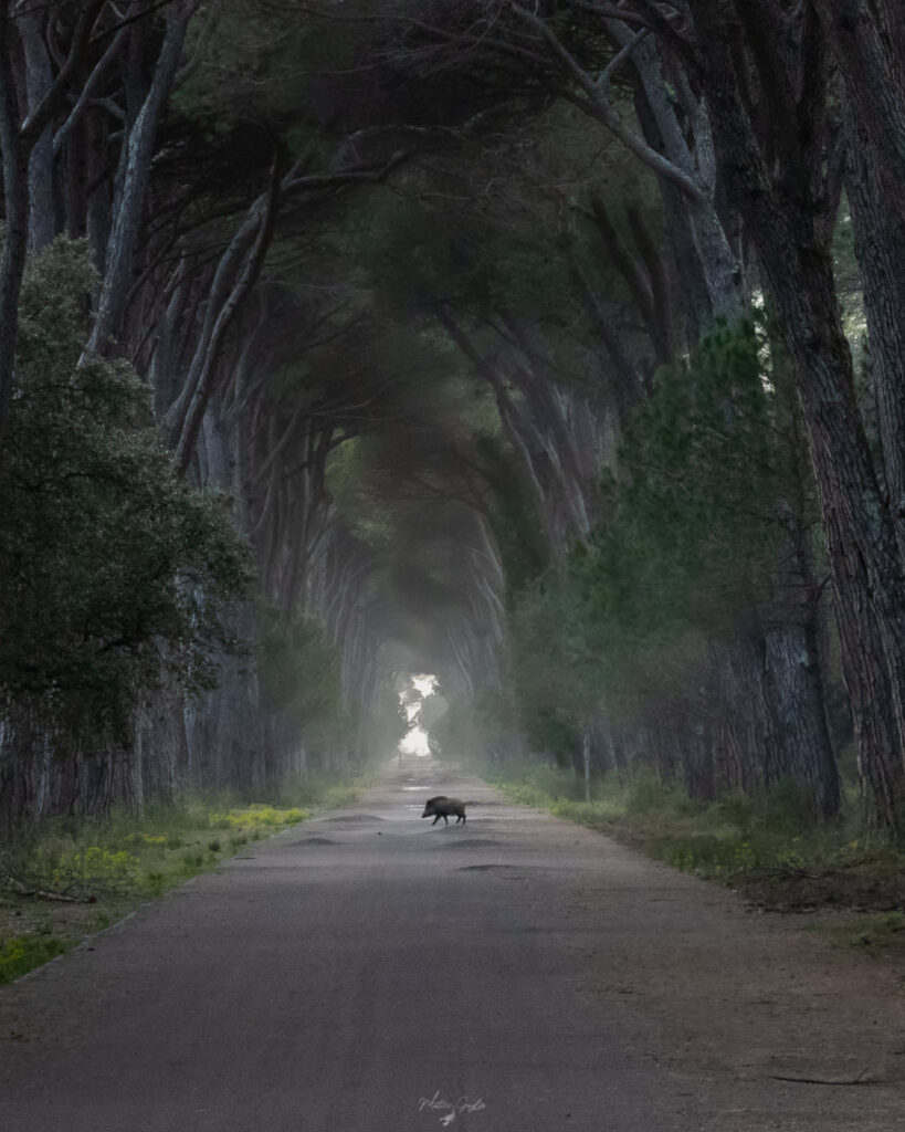 Introduttivo–Parco-di-san-20-21-giugno-2026-whoerkshop-base-fotografia-naturalistica-cinghiale-nel-viale-luce-soffusa