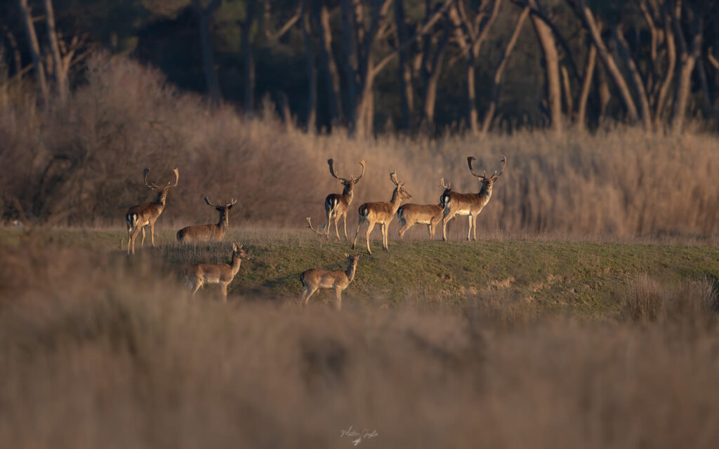 Introduttivo–Parco-di-san-20-21-giugno-2026-whoerkshop-base-fotografia-naturalistica-daino-al-tramonto-in-collina