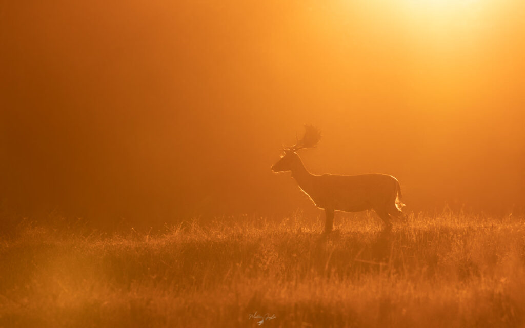 Introduttivo–Parco-di-san-20-21-giugno-2026-whoerkshop-base-fotografia-naturalistica-daino