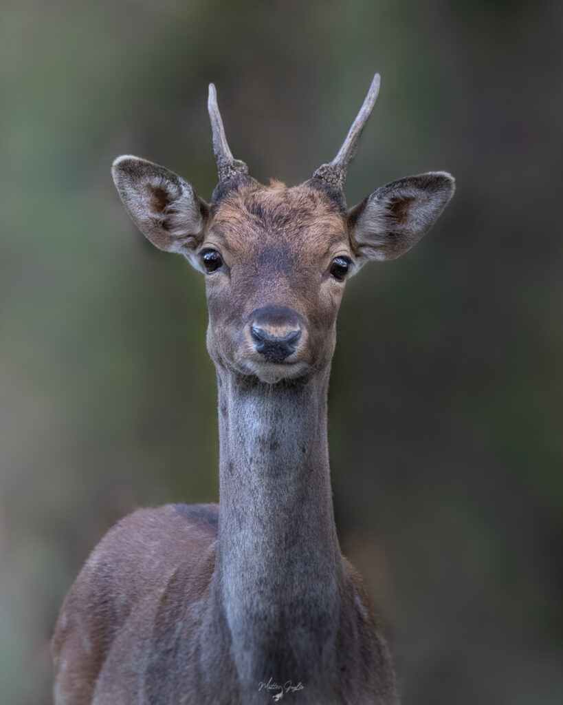 Introduttivo–Parco-di-san-20-21-giugno-2026-whoerkshop-base-fotografia-naturalistica-fusone