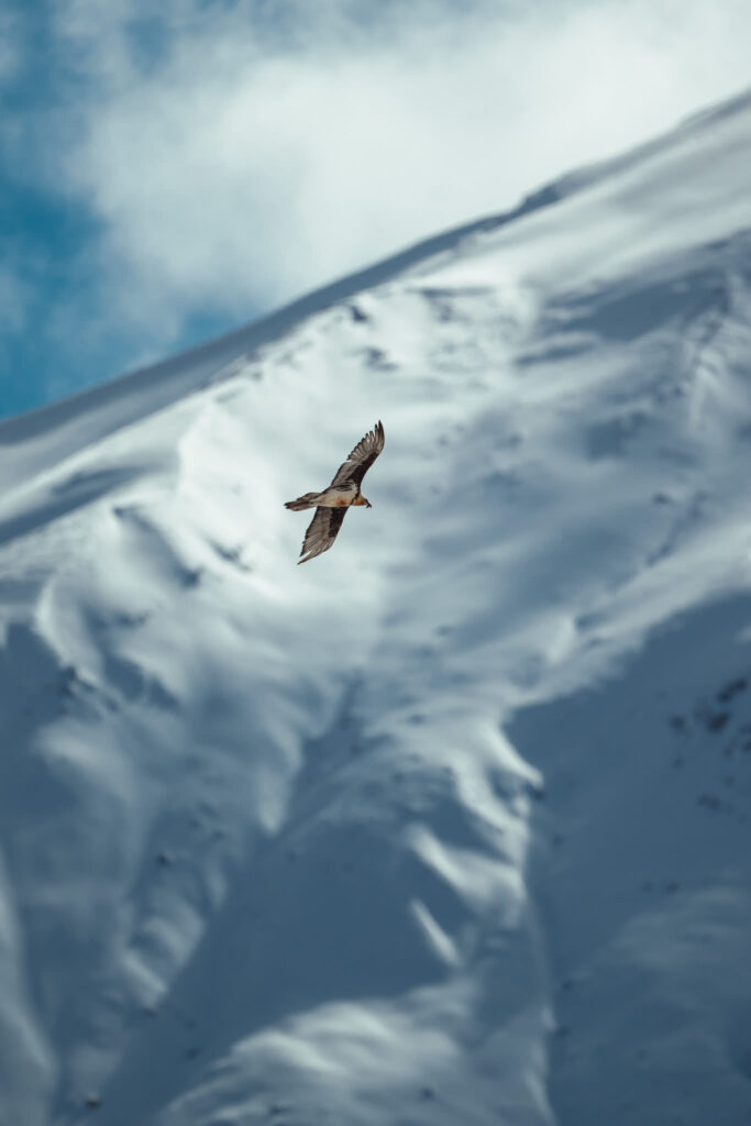 gipeto in volo nella spiti valley in india
