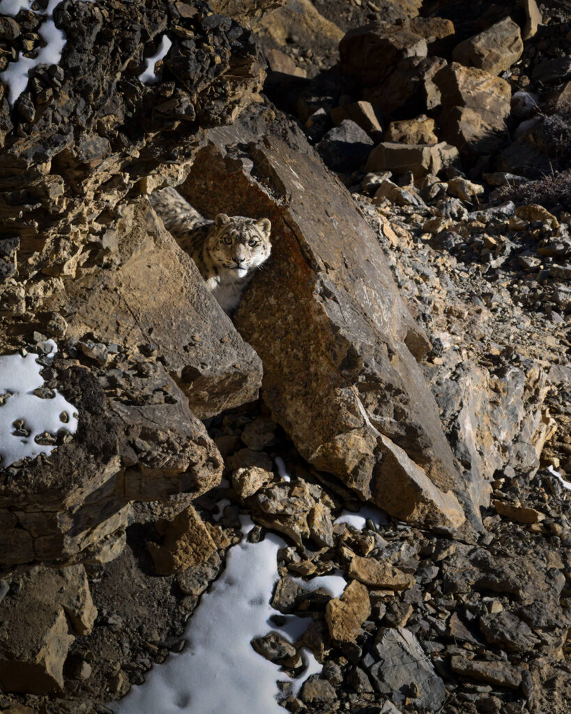 leopardo delle nevi nella spiti vallet in himalaya mimetizzato tra le rocce