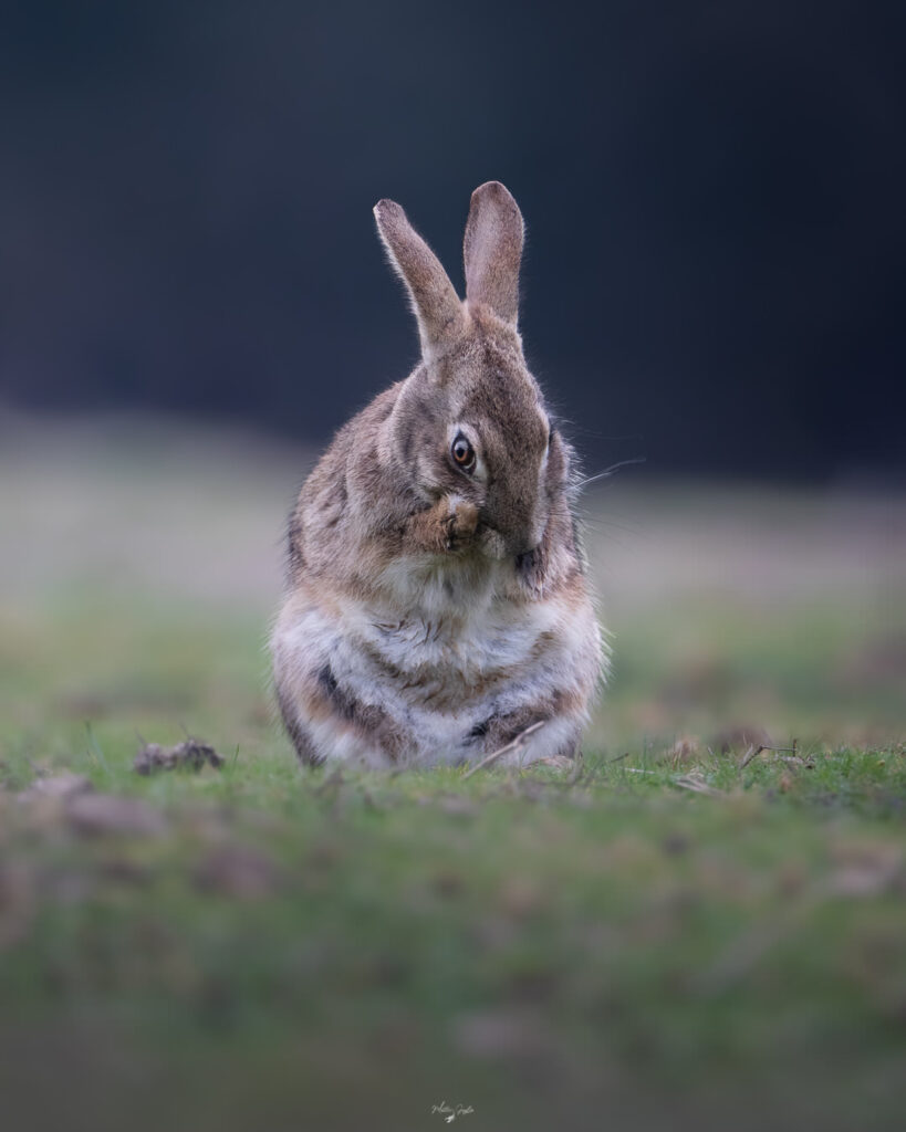 Introduttivo–Parco-di-san-20-21-giugno-2026-whoerkshop-base-fotografia-naturalistica-lepre