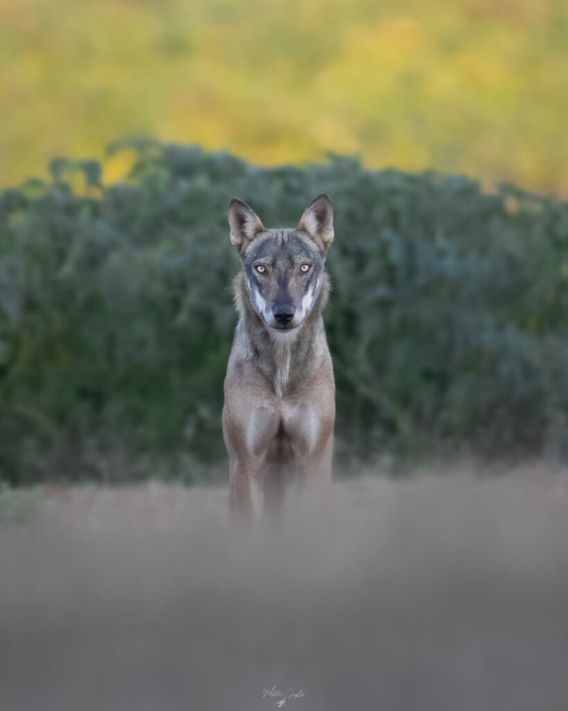 Introduttivo–Parco-di-san-20-21-giugno-2026-whoerkshop-base-fotografia-naturalistica-close-up-lupo-adulto-frontale