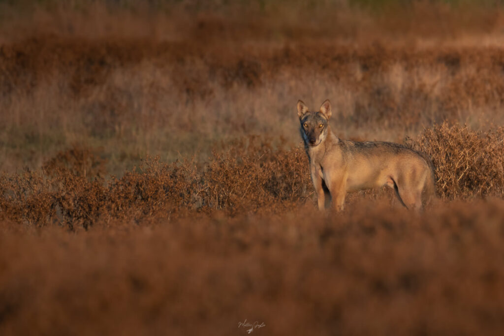 Introduttivo–Parco-di-san-20-21-giugno-2026-whoerkshop-base-fotografia-naturalistica-lupo