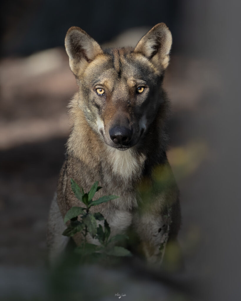 Introduttivo–Parco-di-san-20-21-giugno-2026-whoerkshop-base-fotografia-naturalistica-lupo-close-uf