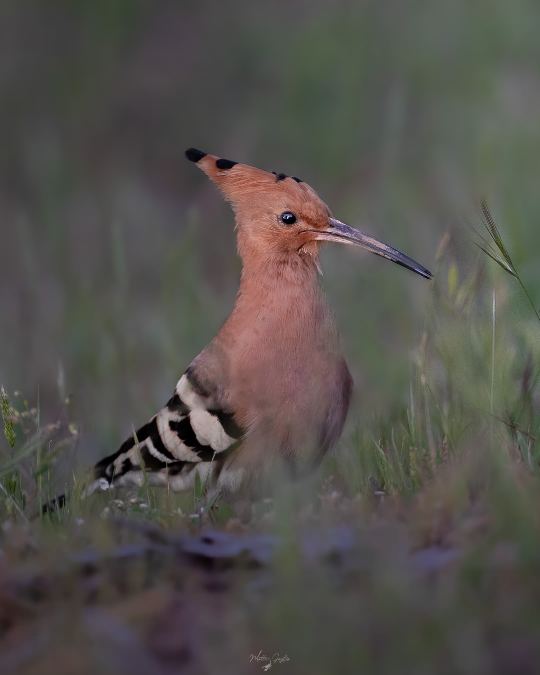 Introduttivo–Parco-di-san-20-21-giugno-2026-whoerkshop-base-fotografia-naturalistica-upupa