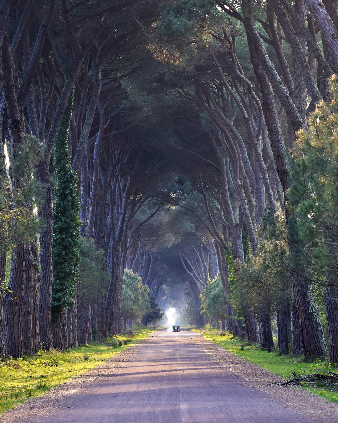 Introduttivo–Parco-di-san-20-21-giugno-2026-whoerkshop-base-fotografia-naturalistica-viale