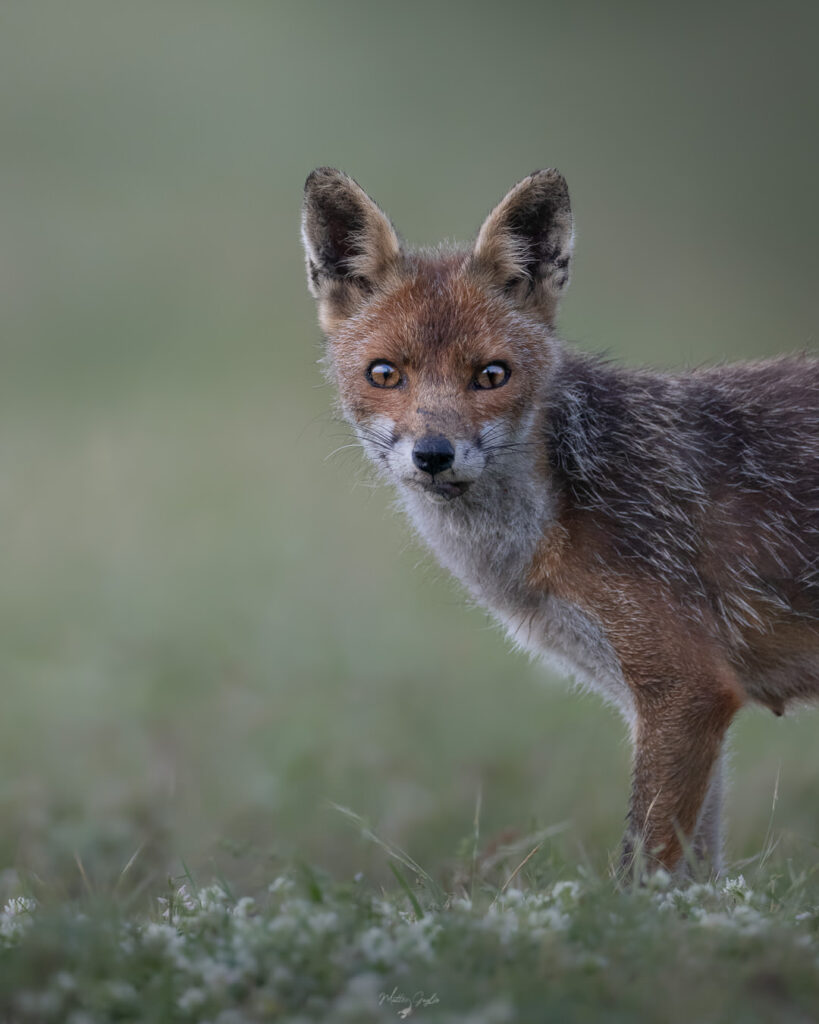 Introduttivo–Parco-di-san-20-21-giugno-2026-whoerkshop-base-fotografia-naturalistica-volpre